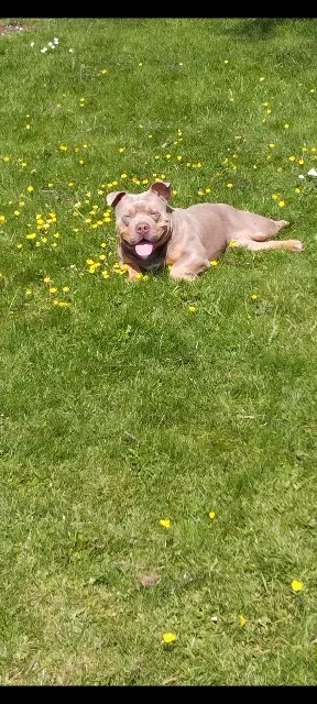 chien lost   56110 Gourin Guizmo