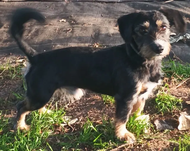 chien lost   56680 Plouhinec Loki