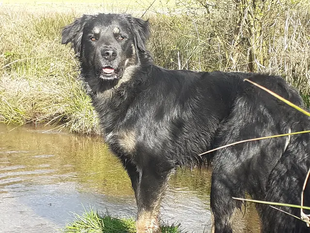 chien lost   56120 Guégon LOUSTIC
