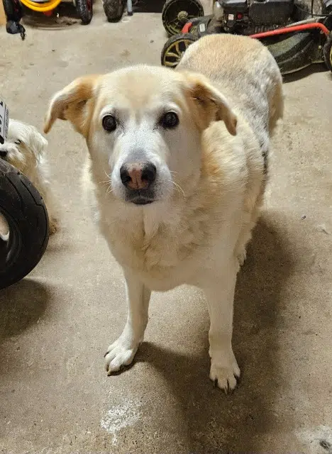 chien lost   56230 Questembert Lucky