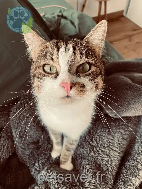cane lost 56600 Lanester Merlin