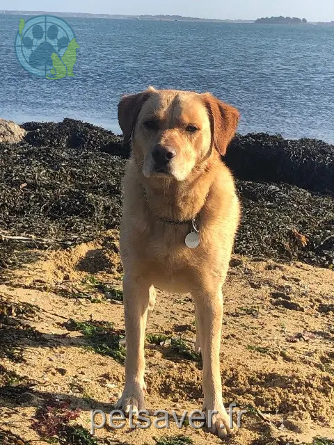 cão perdido 56230 Molac Mezzo cão lost 56230 Molac Mezzo