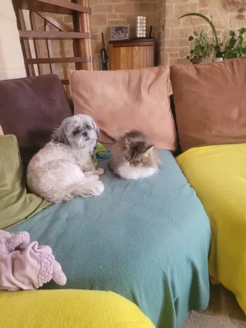 chien lost   56890 Saint-Avé nash