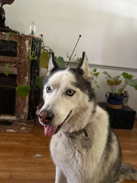 chien lost   56000 Vannes Nouk