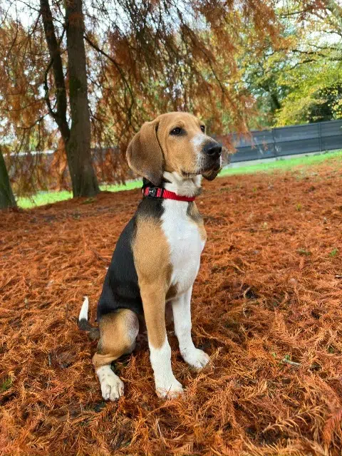 chien lost   56500 Réguiny Oscar