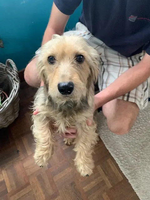 chien lost   56150 Baud Pet