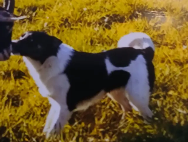 chien lost   56800 Augan Picsou