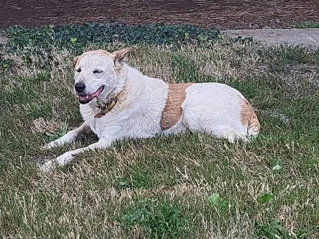 chien lost   56930 Pluméliau-Bieuzy Flic