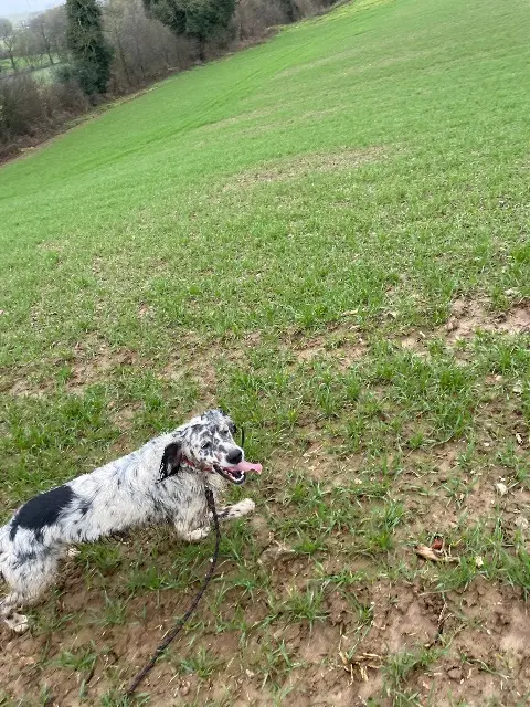 chien lost   56120 Guégon Scoup
