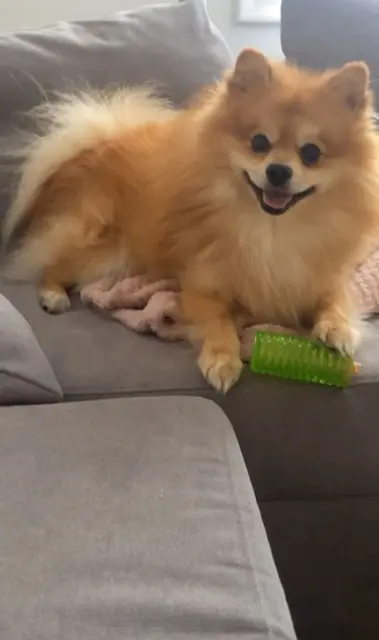 chien lost   56650 Inzinzac-Lochrist Shado