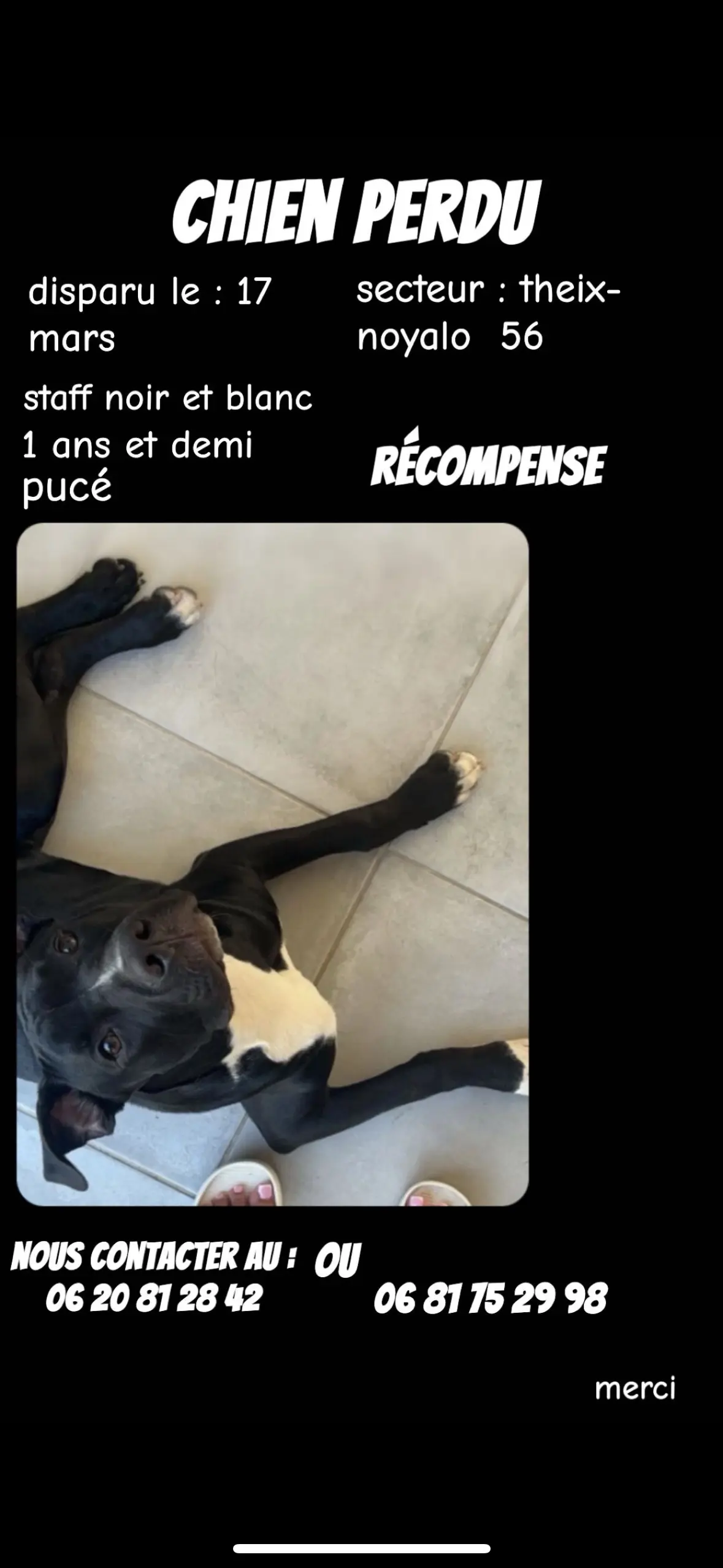 chien lost   56450 Theix-Noyalo Smith