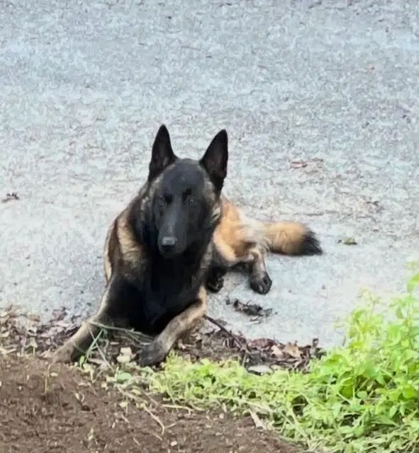 chien lost   56450 Theix-Noyalo Max