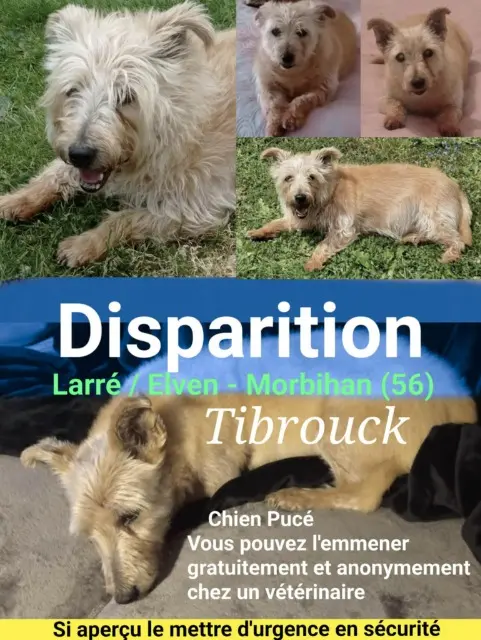 chien lost   56230 Larré Tibrouck