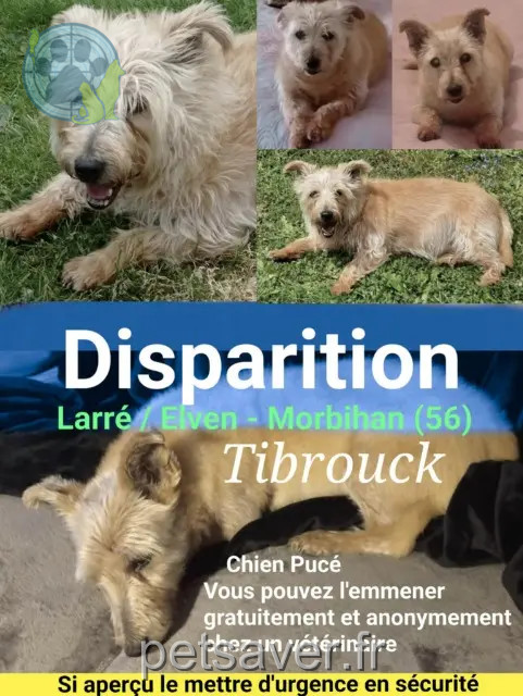 perro perdido 56230 Larré Tibrouck perro lost 56230 Larré Tibrouck