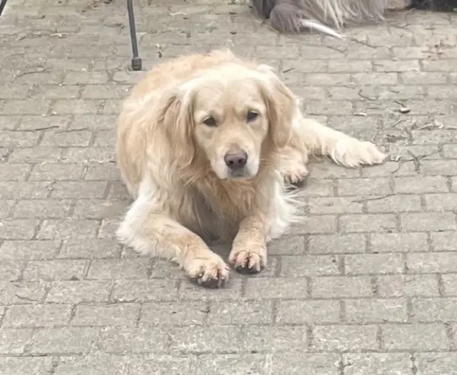 chien lost   56310 Quistinic Tolkien