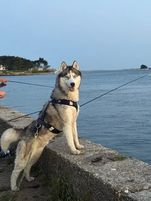 chien lost   56850 Caudan Tyson