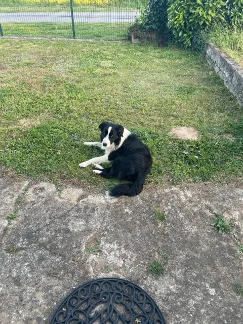 chien lost   56220 Malansac Uber