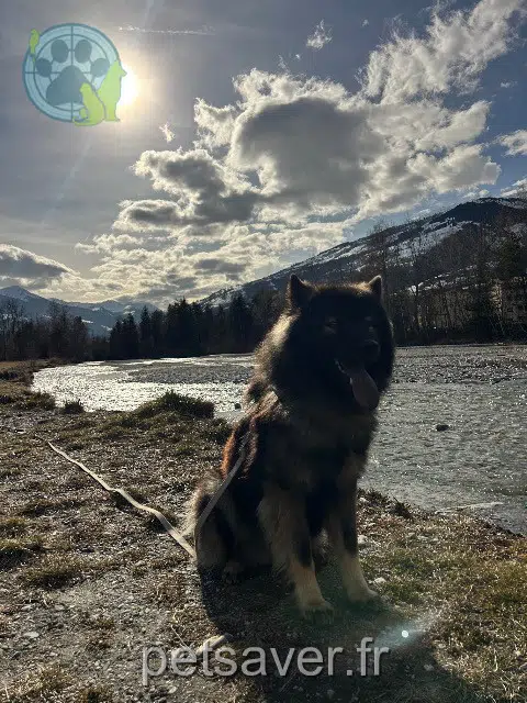 chien lost   56240 Berné Vasco