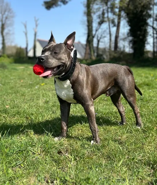 chien lost   56270 Plœmeur Vrac