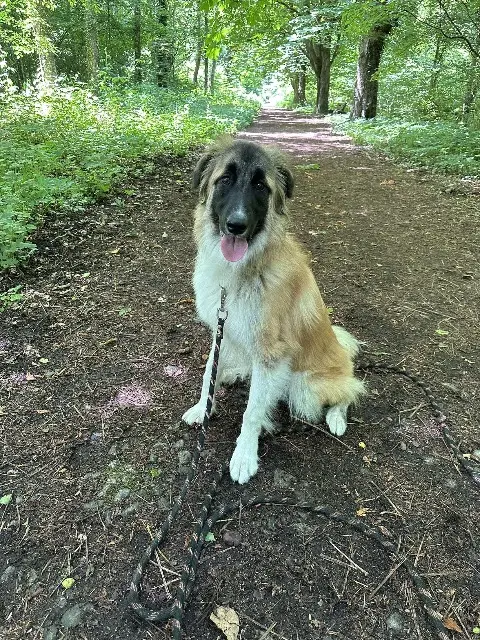 chien lost   57120 Rombas Billy