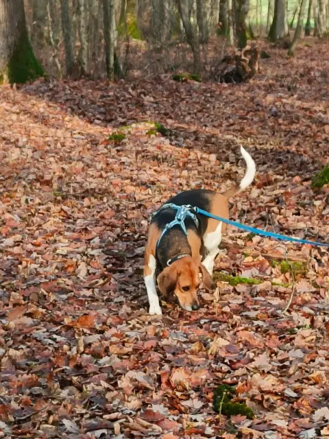 chien lost   57245 Jury Charly