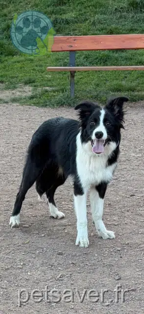 chien lost    Metz Milow