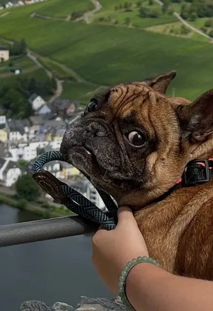 chien lost    Metz Raymond