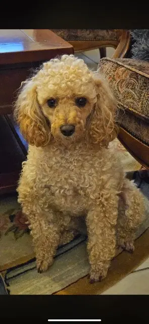 chien lost   57730 Macheren Pacha