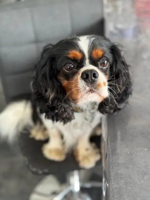 chien lost   57380 Faulquemont Patch