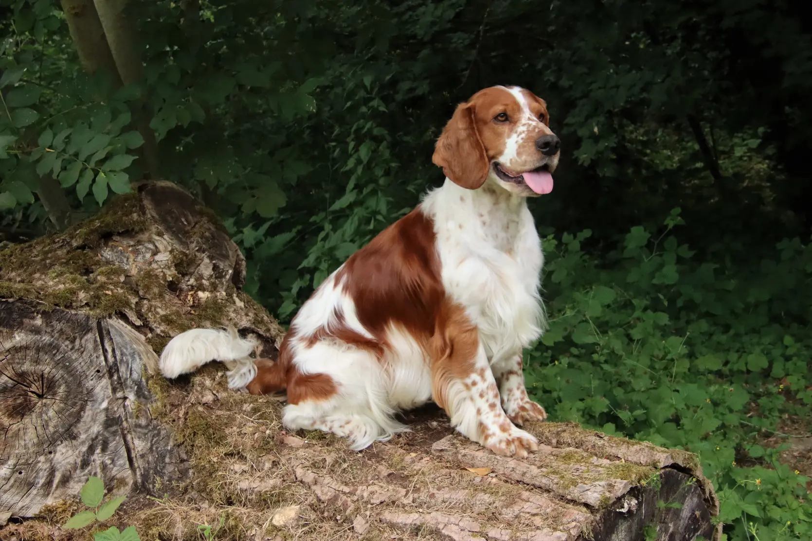 Chien Perdu 57 Moselle - Pelops Chien Perdu 57 Moselle - Pelops