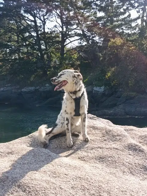 chien lost   57525 Talange Pongo