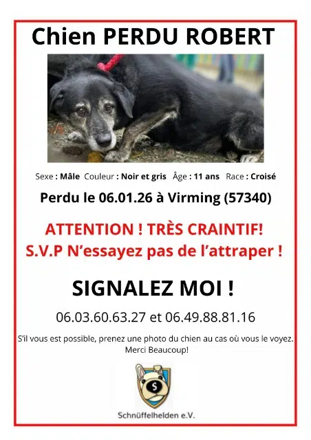 chien lost   57340 Virming Robert