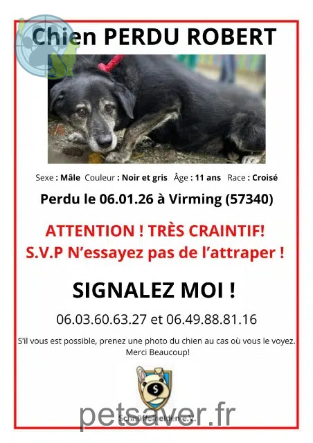 Hund vermisst 57340 Virming Robert Hund lost 57340 Virming Robert