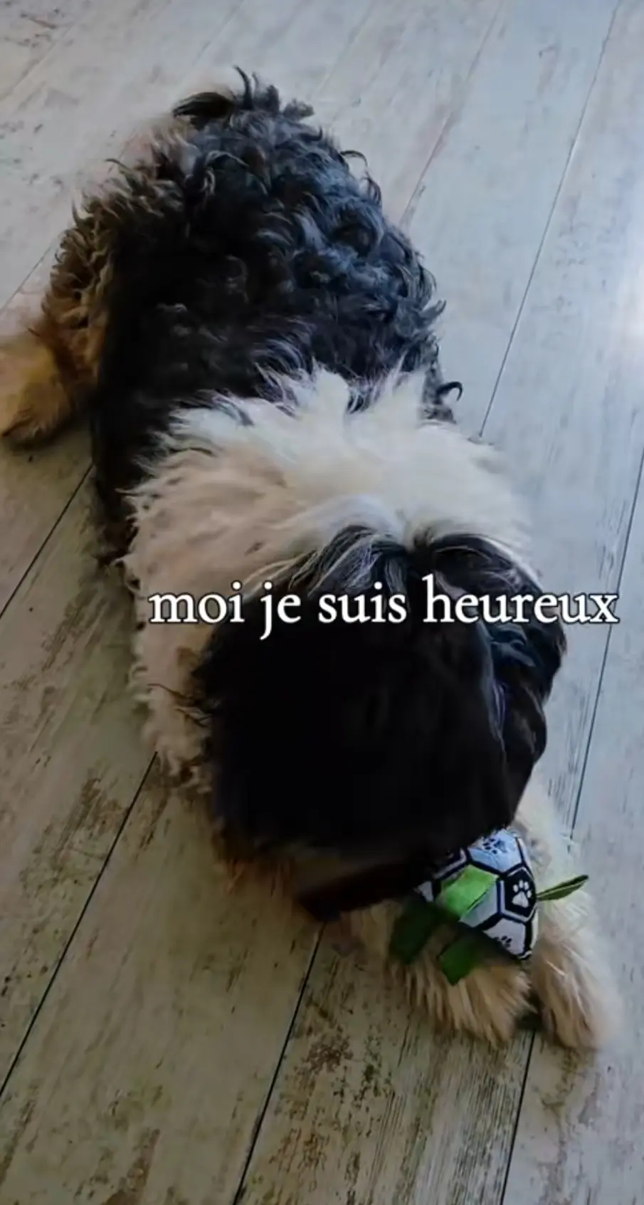Chien Perdu 57 Moselle - Trésor Chien Perdu 57 Moselle - Trésor