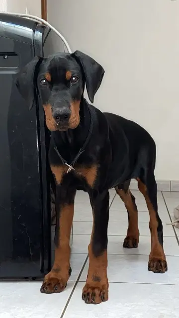 chien lost   57520 Grosbliederstroff Wafa