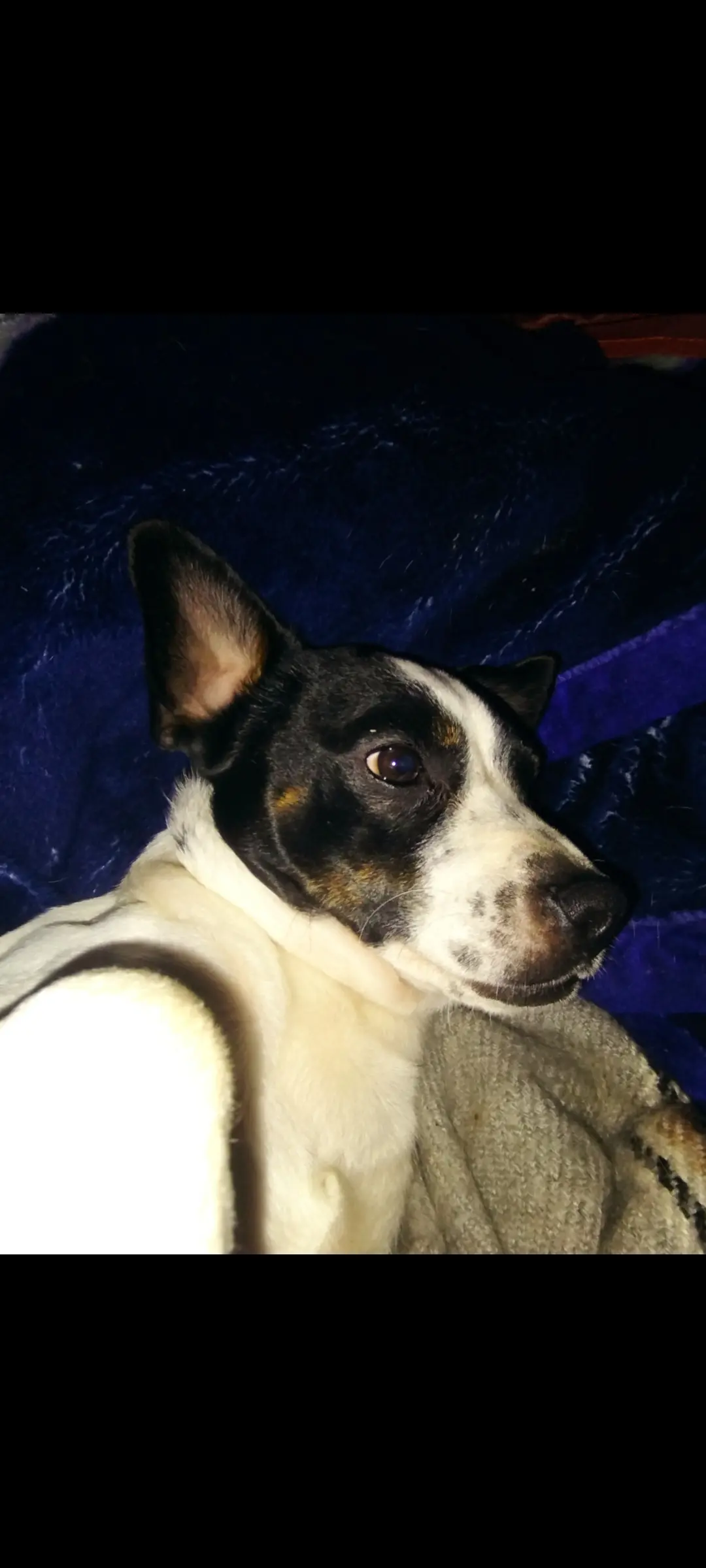 Chien Perdu 57 Moselle Chien Perdu 57 Moselle