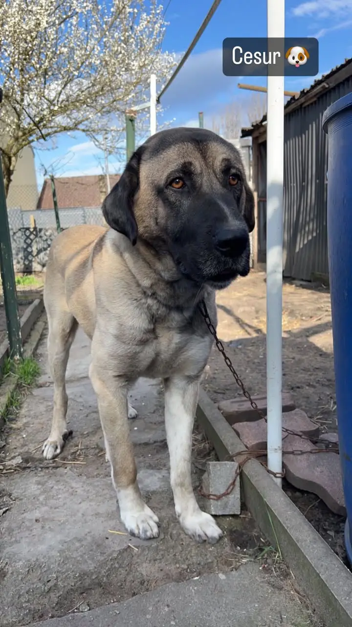 Chien Perdu 57 Moselle Chien Perdu 57 Moselle