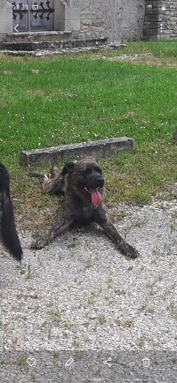 Chien Perdu 58 Nièvre Chien Perdu 58 Nièvre