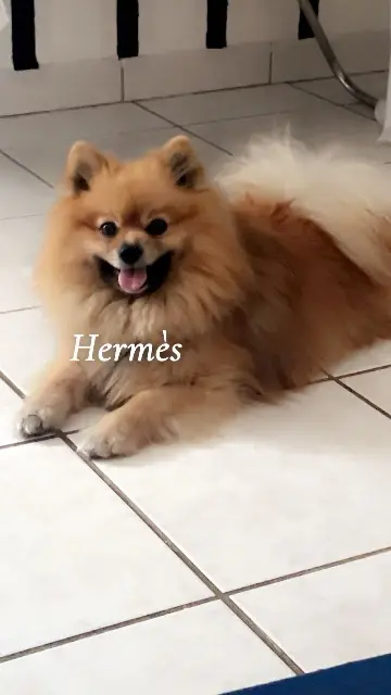 chien lost   58600 Garchizy Hermes