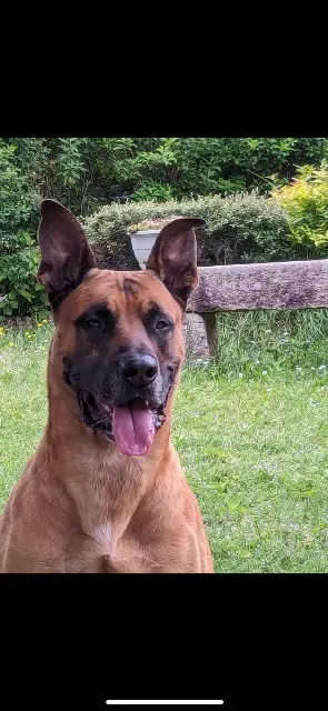 chien lost   58300 Sougy-sur-Loire Loki