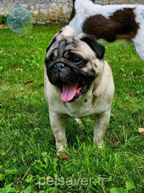 chien lost   58330 Bona Raymond