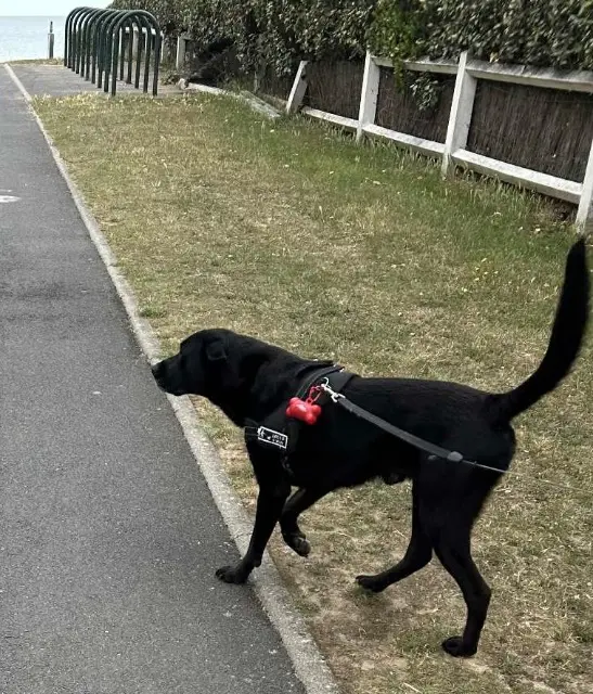 chien lost   58240 Luthenay-Uxeloup Roby