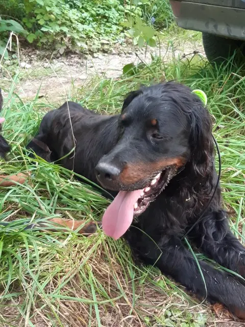 chien lost   58700 Beaumont-la-Ferrière Tao