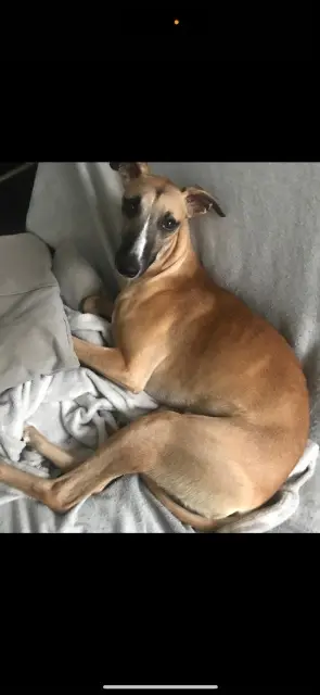 chien lost   58160 Sauvigny-les-Bois Ulky