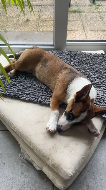 chien lost   59273 Fretin Agrid