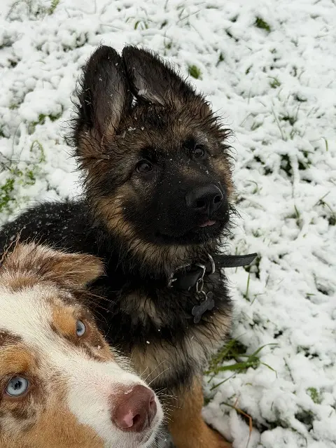 chien lost   59680 Ferrière-la-Grande Akaza