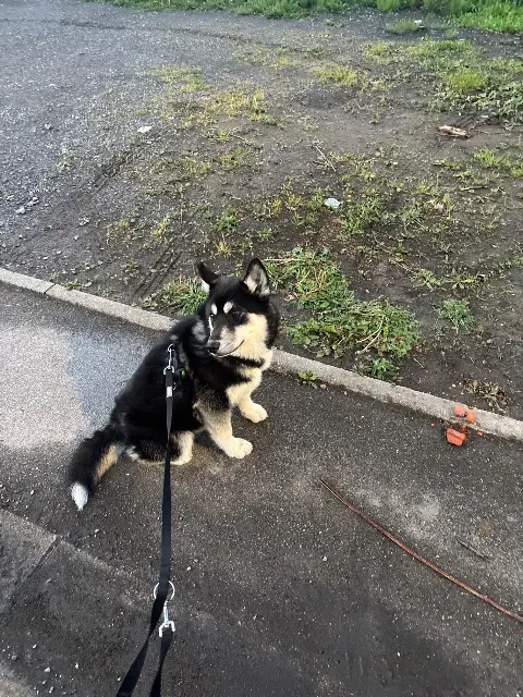 chien lost   59860 Bruay-sur-l'Escaut Arès