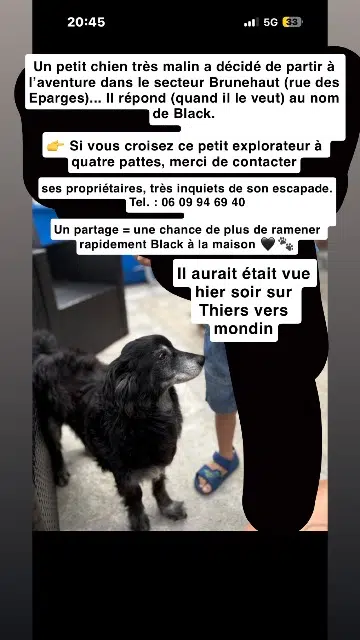 chien lost   59278 Escautpont Black