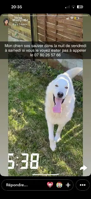 chien lost   59186 Anor Booba