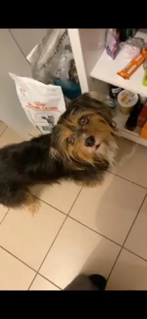 chien lost   59310 Orchies Boubou